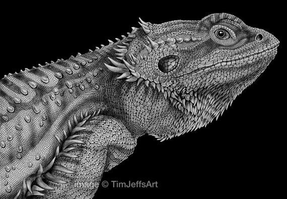 570x395 Bearded Dragon Ink Drawing Etsy - Bearded Dragon Drawing