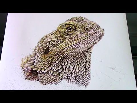 480x360 How To Draw Realistic Scales Of Bearded Dragon - Bearded Dragon Drawing