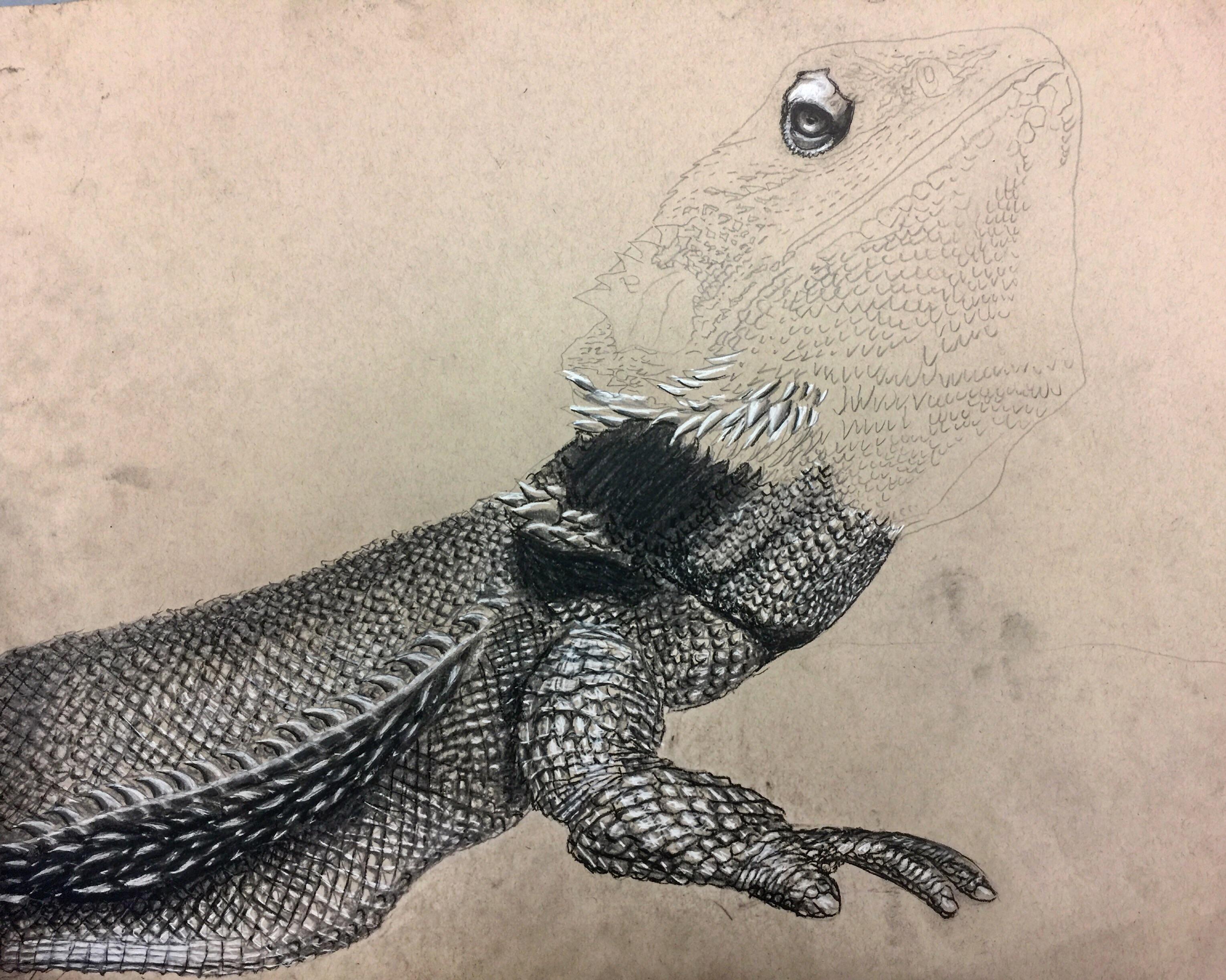 3059x2445 I'm Drawing This Bearded Dragon Scale - Bearded Dragon Drawing