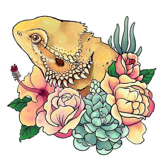 550x550 Image Result For Cute Bearded Dragon Drawing - Bearded Dragon Drawing