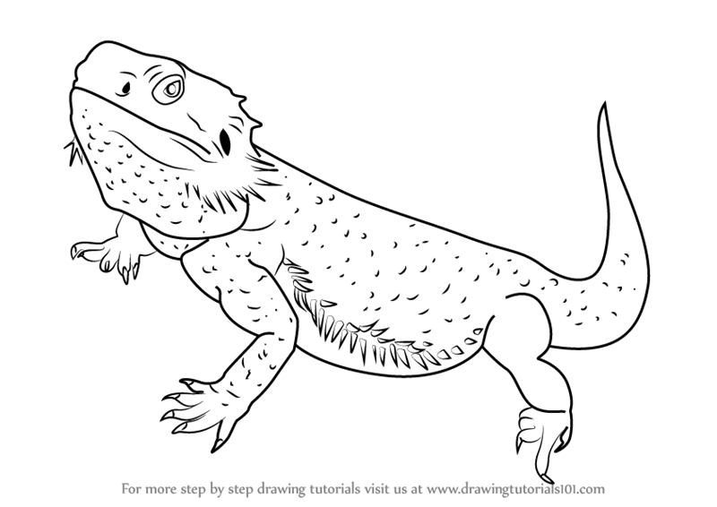 800x566 Learn How To Draw A Bearded Dragon - Bearded Dragon Drawing