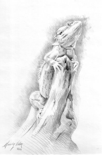 394x600 Bearded Dragon Basking - Bearded Dragon Drawing