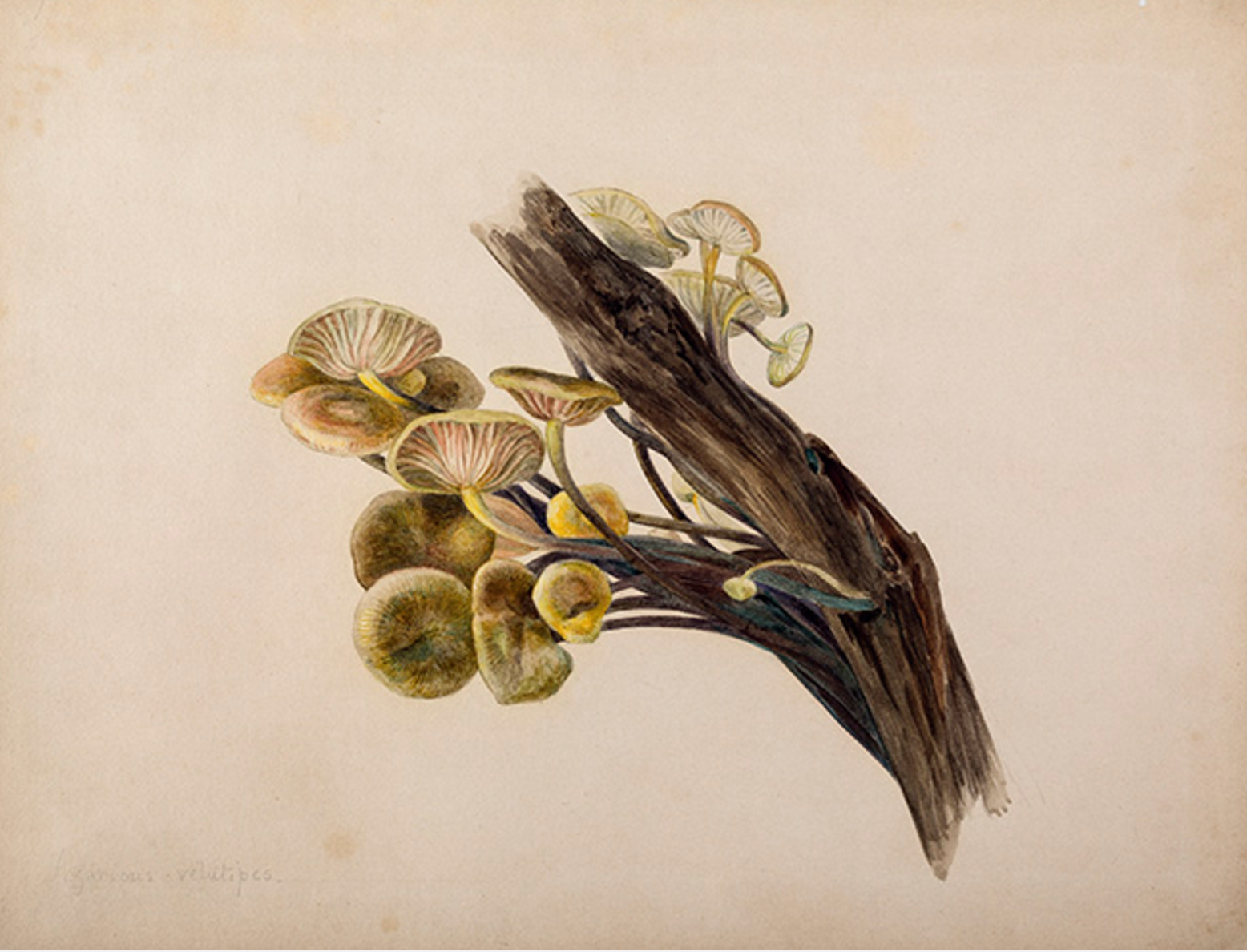 1566x1188 beatrix potter also made beautiful, scientifically accurate - Beatrix Potter Drawings