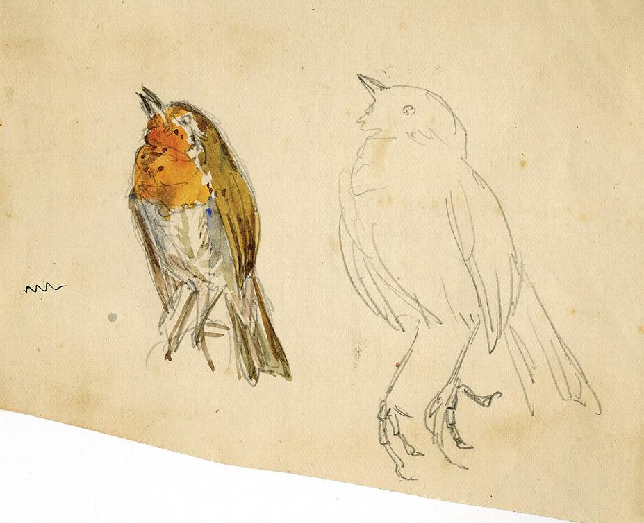 927x754 beatrix potter original preparatory drawing of robin for the tale - Beatrix Potter Drawings
