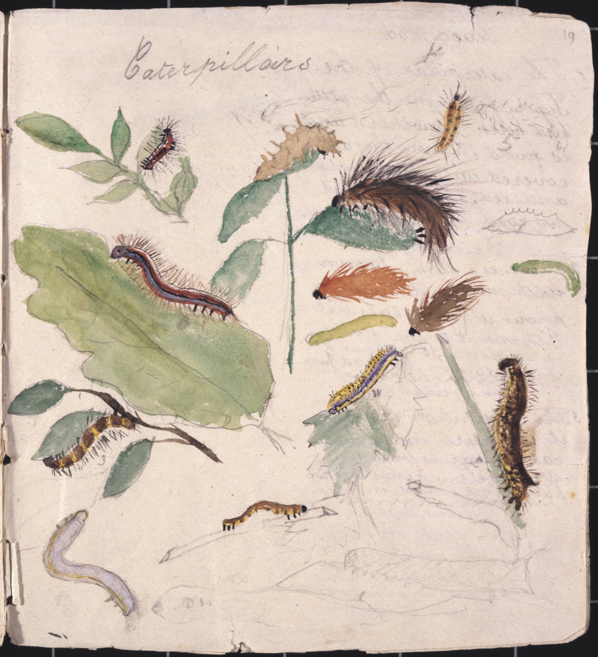 1995x2193 beatrix potter - Beatrix Potter Drawings