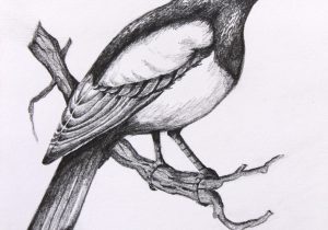 300x210 Birds And Animal Pencil Drawing Beautiful Bird Drawings And Art - Beautiful Birds Drawing