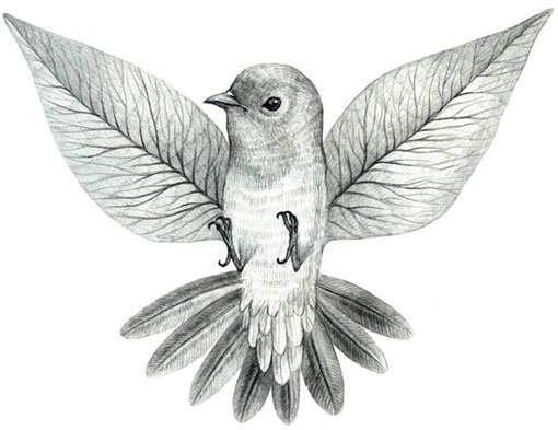 510x393 Drawings Orkacollective Art Illustration Art, Bird Drawings, Art - Beautiful Birds Drawing