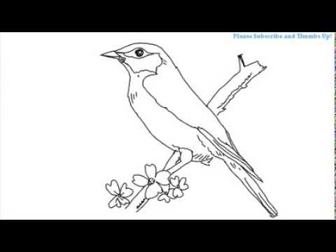 480x360 How To Draw A Beautiful Bird - Beautiful Birds Drawing