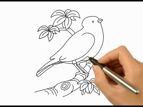 480x360 How To Draw A Beautiful Bird And Coloring Idea, Drawing Ideas - Beautiful Birds Drawing