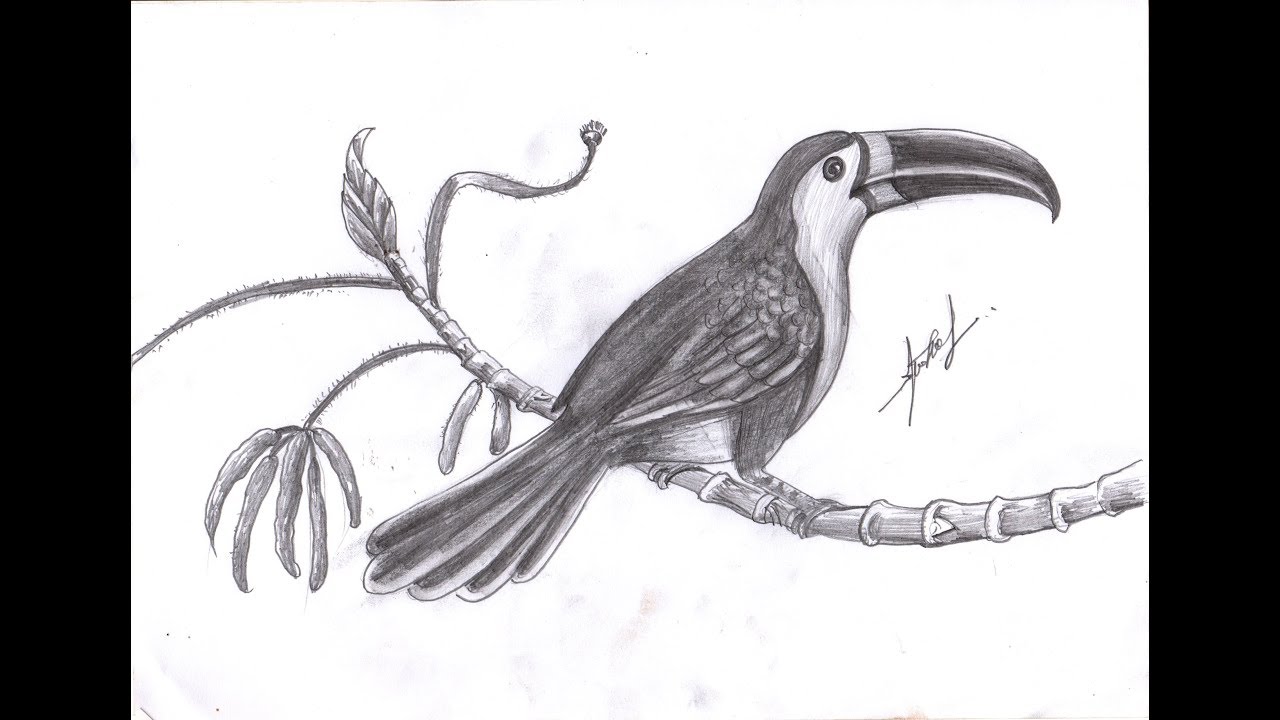 1280x720 How To Draw Beautiful Bird - Beautiful Birds Drawing