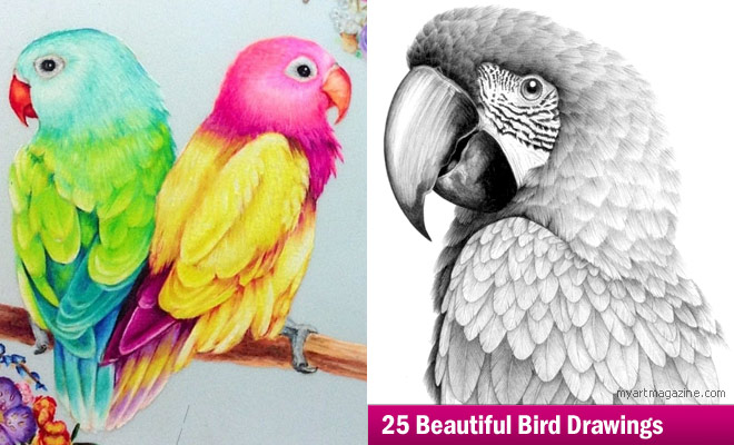 660x400 Beautiful Bird Drawings And Artworks From Around The World - Beautiful Birds Drawing
