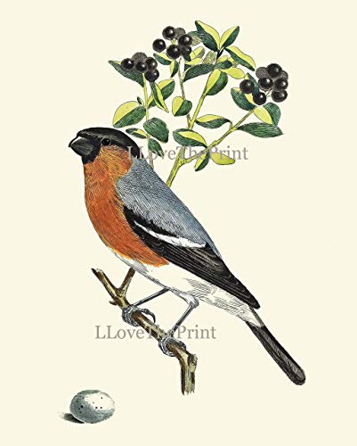 401x500 Bird Print Bullfinch Antique Art Beautiful Birds Green - Beautiful Birds Drawing