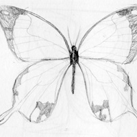 200x200 Beautiful Butterfly Practice Traditional Drawing Contest - Beautiful Butterfly Drawing
