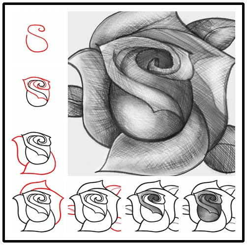 502x497 Wonderful Idea For Drawing A Beautiful Rose - Beautiful Drawing Images
