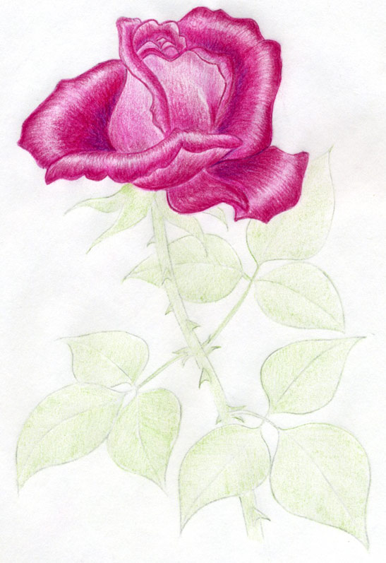 547x797 Draw A Rose Quickly, Simply And Easily - Beautiful Drawings Of Flowers