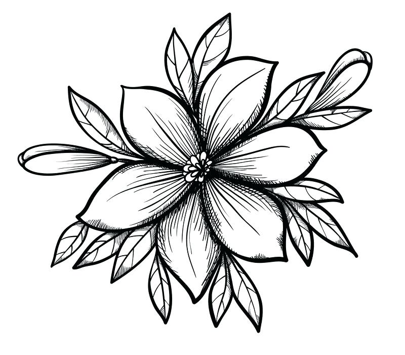 800x701 Drawings Of Flowers Medium Size Of Drawings With Awesome Drawings - Beautiful Drawings Of Flowers