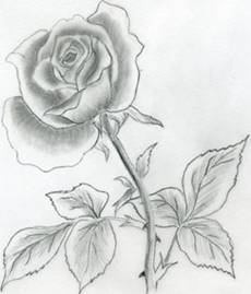 230x269 How To Draw Flowers Drawing Tutorials Drawing How To Draw - Beautiful Drawings Of Flowers