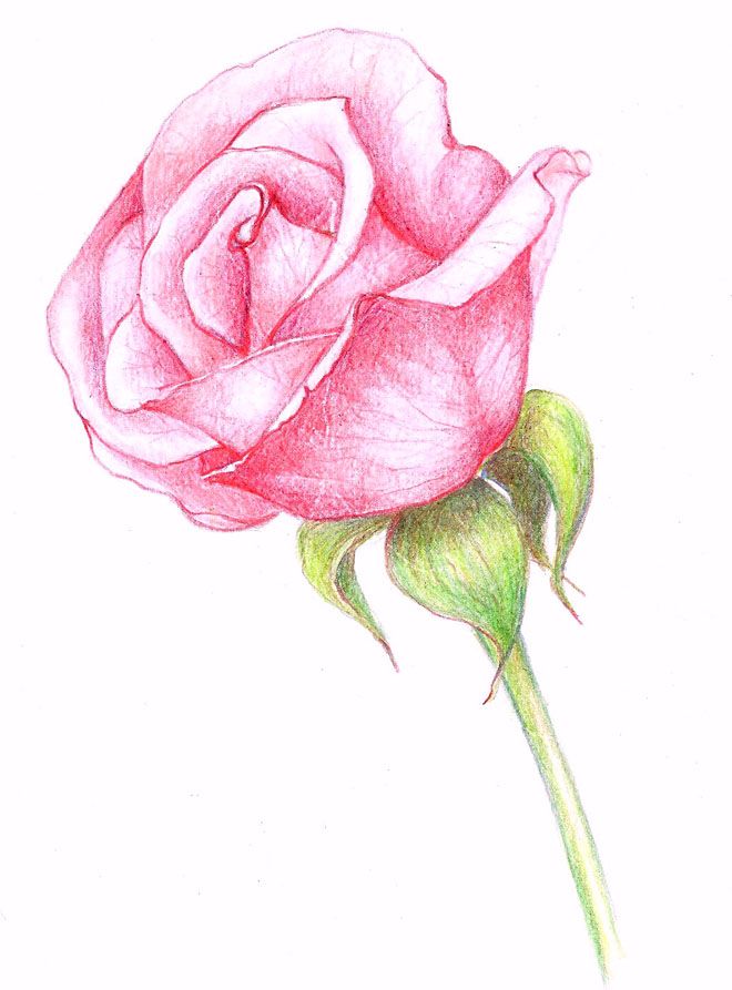 660x893 Beautiful Rose Drawings And Paintings For Your Inspiration - Beautiful Drawings Of Flowers