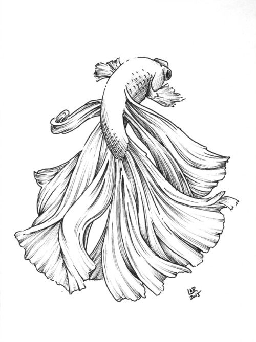 500x669 art in fish drawings, fish fin, beautiful - Beautiful Fish Drawing