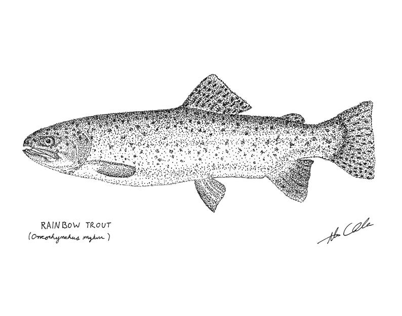 794x624 rainbow trout river fresh water fish fishing angler fly etsy - Beautiful Fish Drawing