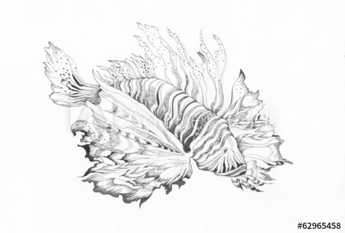 500x338 unusual beautiful fish drawing on white - Beautiful Fish Drawing