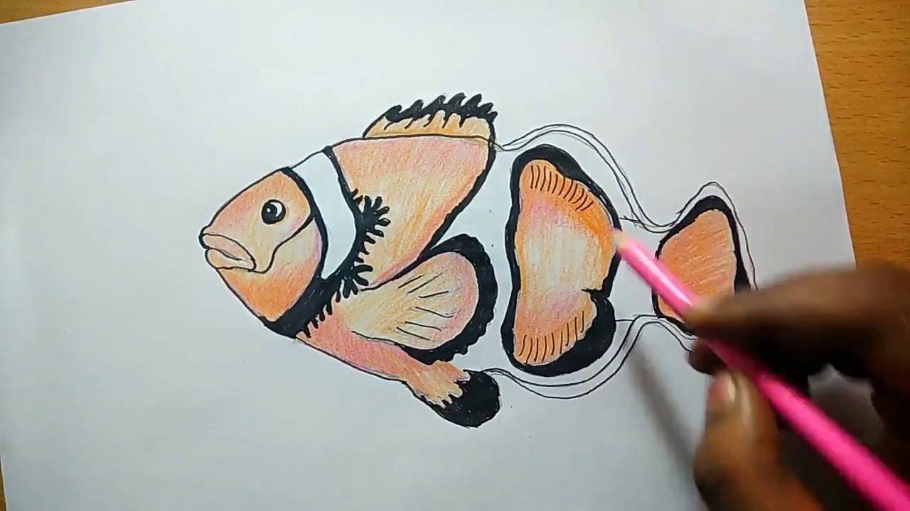 1280x720 Beautiful Fish Drawing - Beautiful Fish Drawing