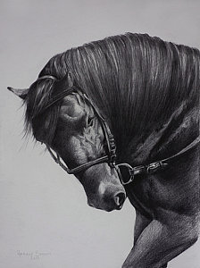 224x300 Beautiful Horse Drawings Fine Art America - Beautiful Horse Drawing