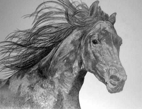 500x383 Beautiful Horse Drawing Shared - Beautiful Horse Drawing