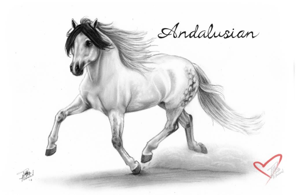 1023x674 Horse Drawings Beautiful Horse Drawings! - Beautiful Horse Drawing