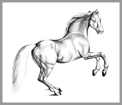 420x362 Most Beautiful Drawing In The World How To Draw A Horse - Beautiful Horse Drawing