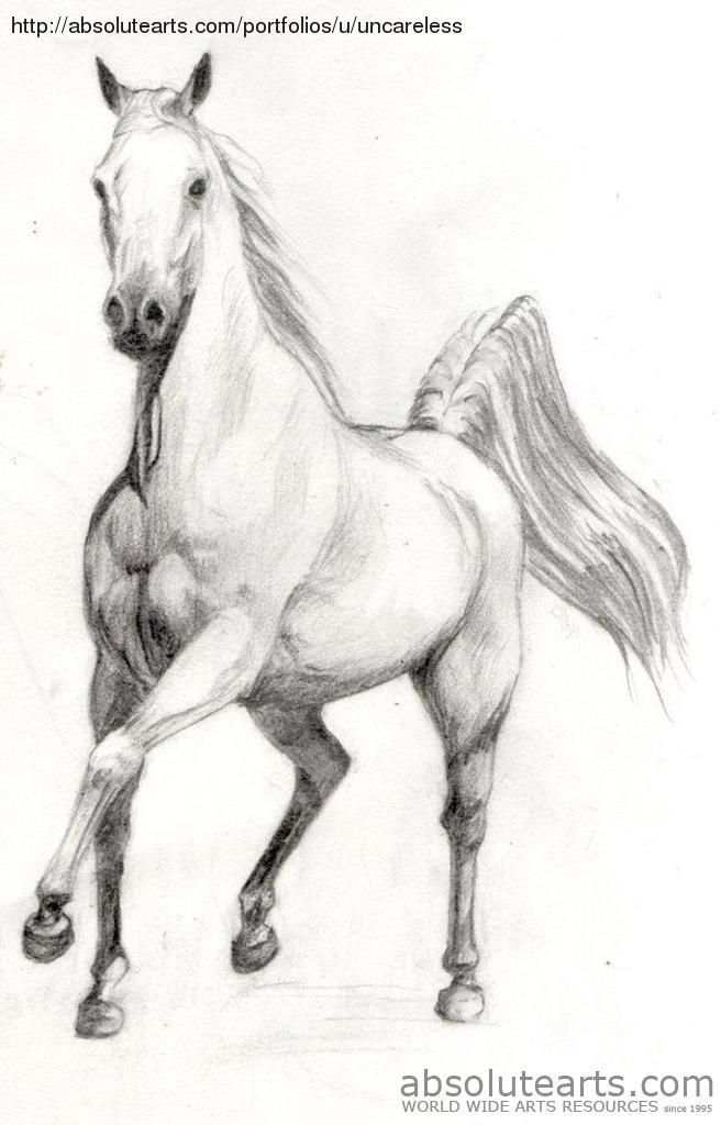 656x1024 Scetchings Free Beautiful Horses - Beautiful Horse Drawing