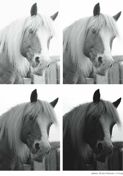 500x717 you'll never think of drawing a horse the same way - Beautiful Horse Drawing