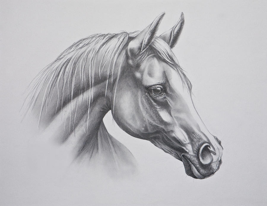 900x696 Horse Drawing Beautiful For Free Download - Beautiful Horse Drawing