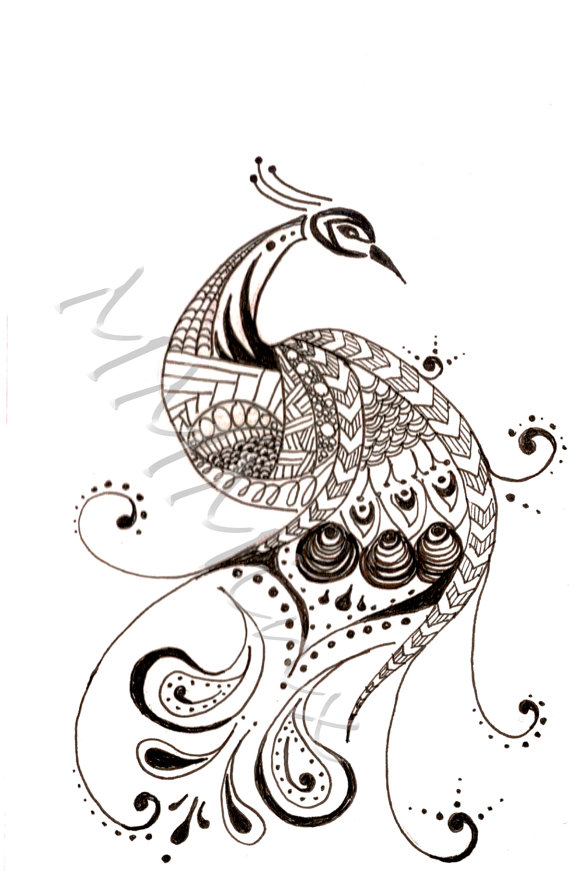 570x871 Beautiful Peacock Drawing - Beautiful Peacock Drawing