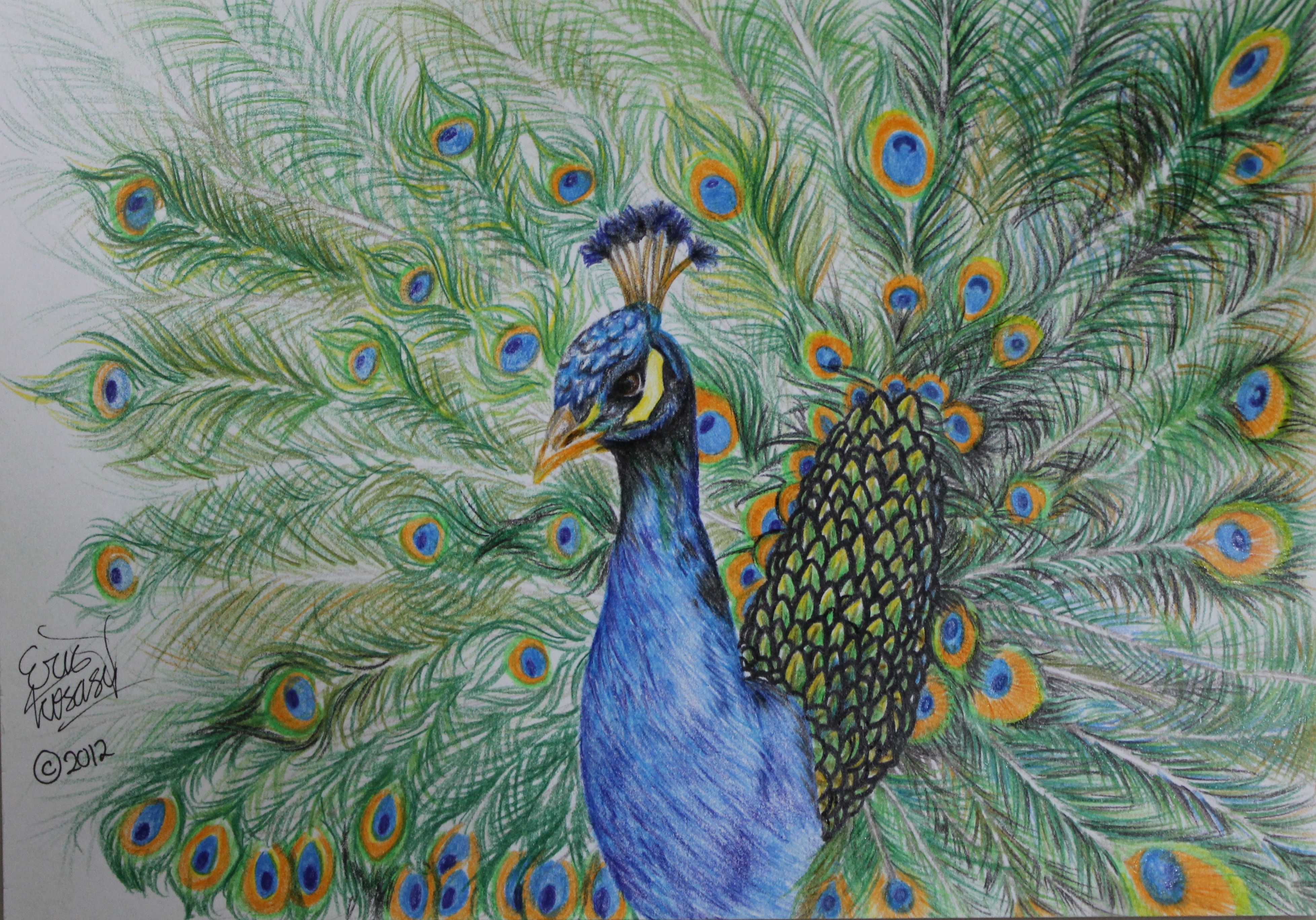 3913x2736 Beautiful Peacock Drawing - Beautiful Peacock Drawing