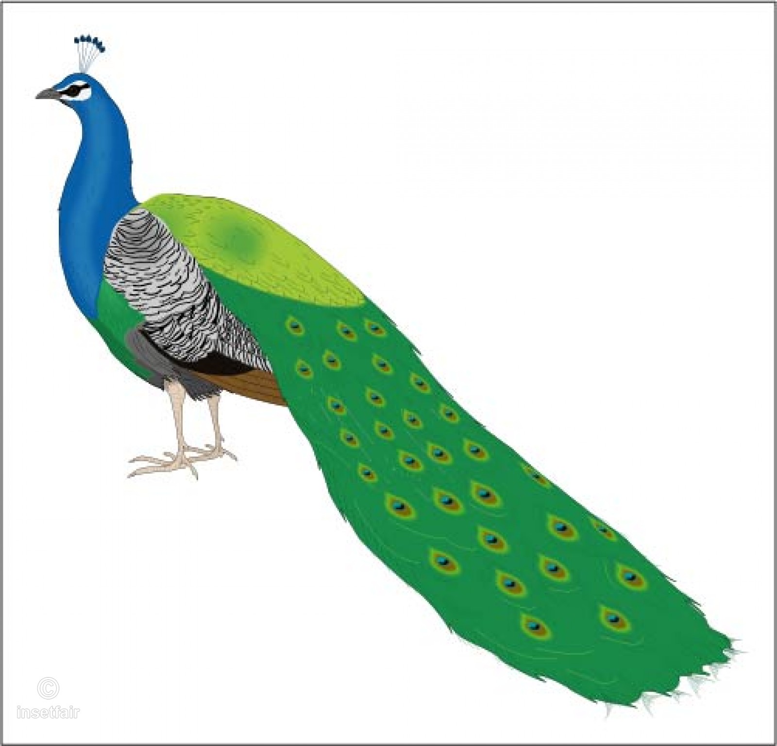 1600x1537 Beautiful Peacock Vector Drawing With Adobe Illustrator - Beautiful Peacock Drawing