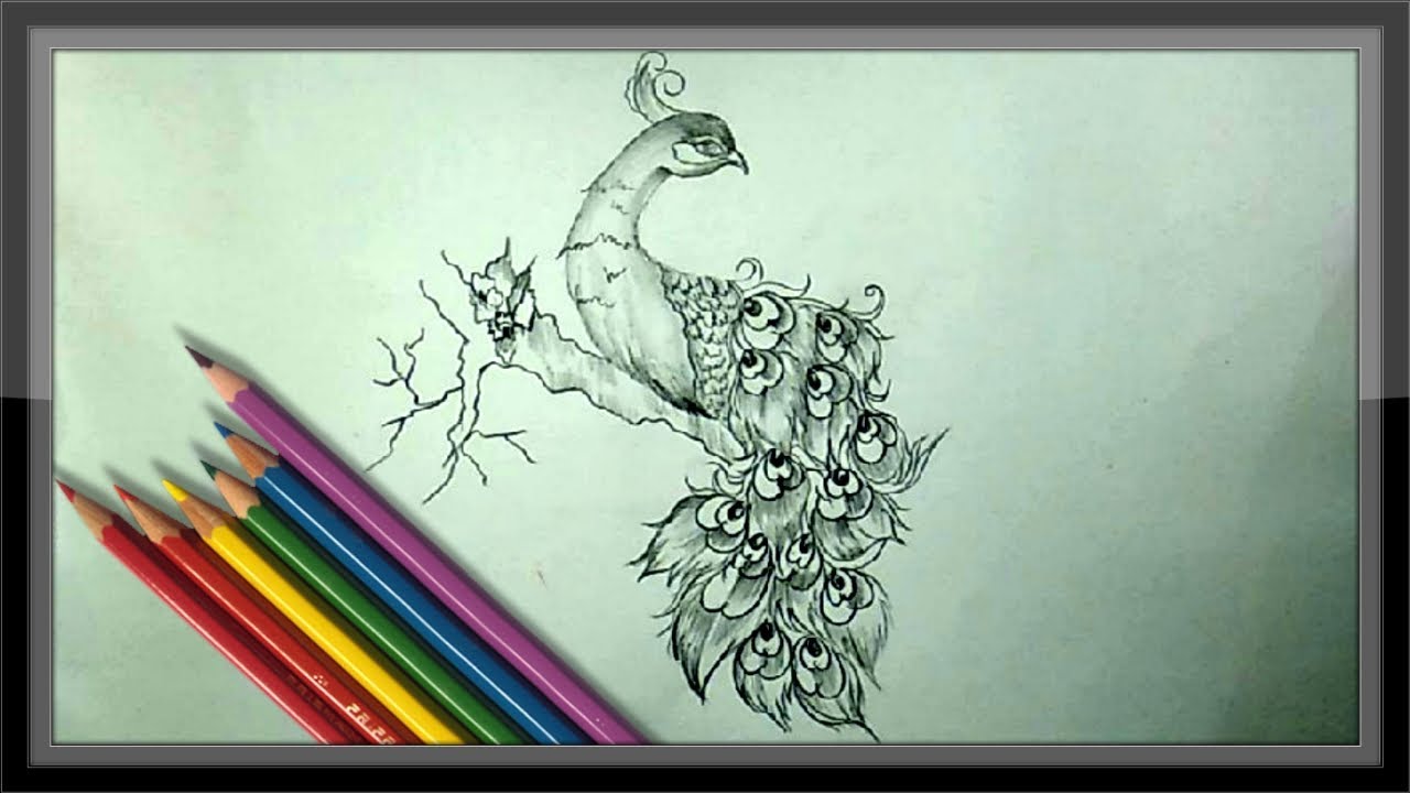 1280x720 Cool Easy Drawings - Beautiful Peacock Drawing