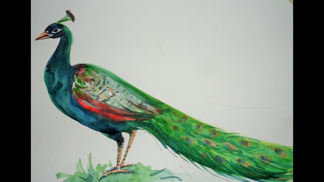 1280x720 How To Draw A Peacock Step - Beautiful Peacock Drawing