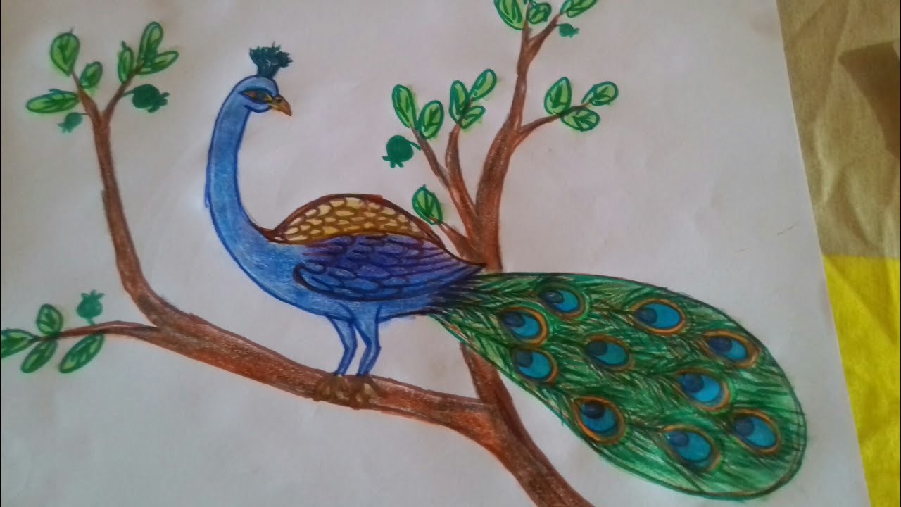 1280x720 How To Draw A Beautiful Peacock - Beautiful Peacock Drawing