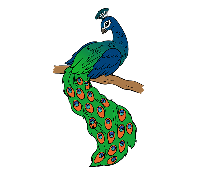 678x600 Peacock Drawing, Pencil, Sketch, Colorful, Realistic Art Images - Beautiful Peacock Drawing