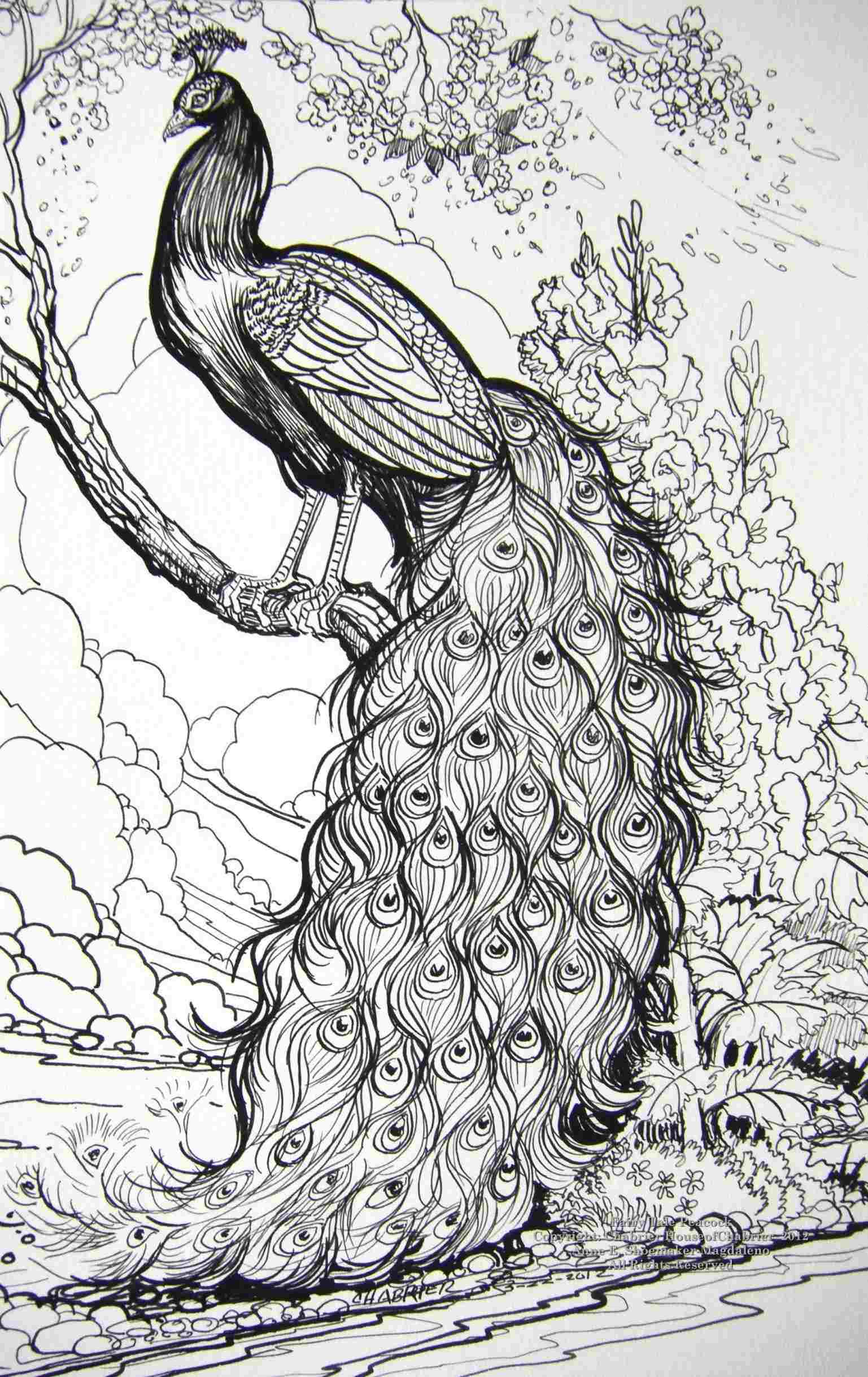 1537x2436 Rhdrawingartpickscom Beautiful Peacock Pencil Sketch D Peacock - Beautiful Peacock Drawing