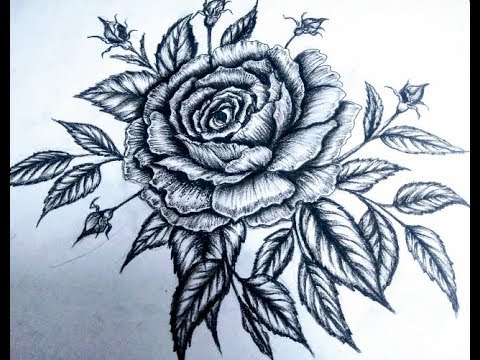 480x360 How To Draw Beautiful Rose Rose Drawing - Beautiful Rose Drawing