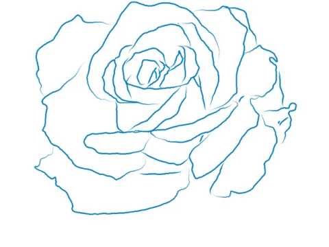 480x360 How To Draw A Beautiful Rose Line Drawing - Beautiful Rose Drawing