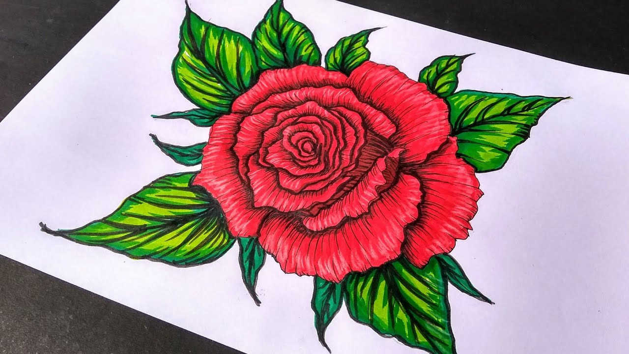 1280x720 How To Draw A Rose Beautiful Rose Drawing Color Pencil Drawing - Beautiful Rose Drawing