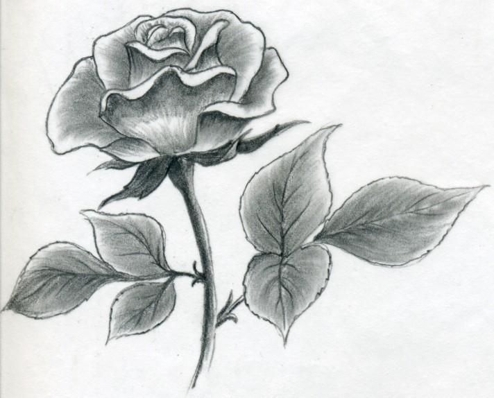 712x574 Draw Beautiful Roses Rose Symbol Of Love Rose Wallpapers - Beautiful Rose Drawing