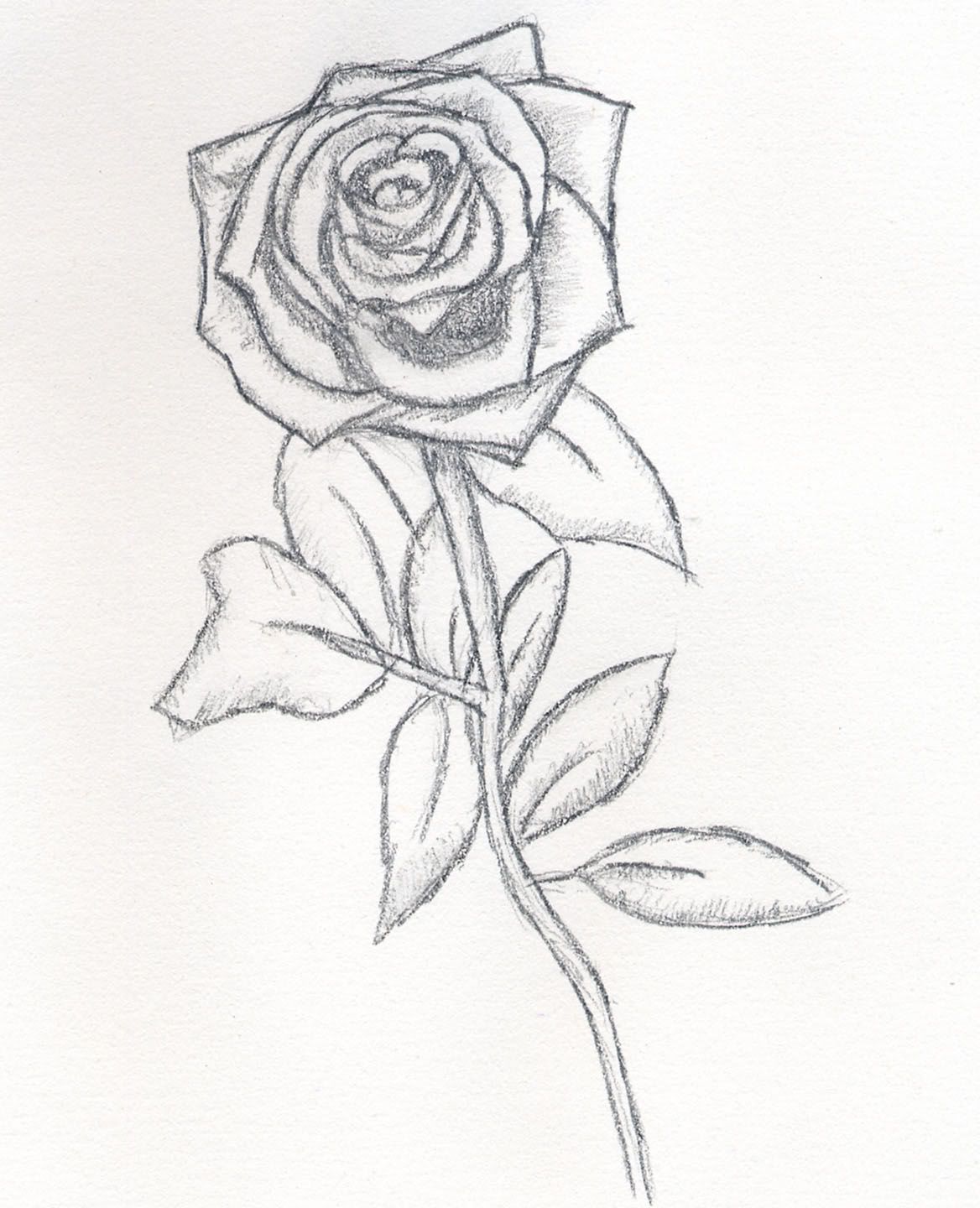1168x1440 drawing beautiful roses pin your drawing skills and produce - Beautiful Rose Drawing