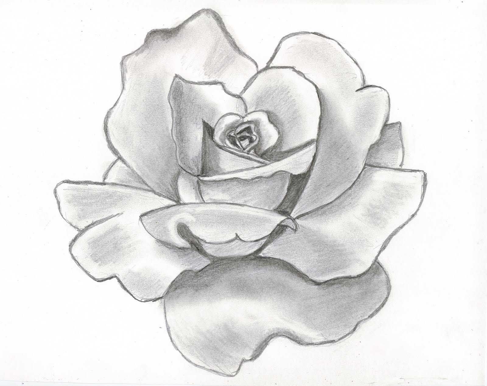 1600x1268 Drawing Beautiful Roses Rose Flower Drawing Wallpapers Flower - Beautiful Rose Drawing