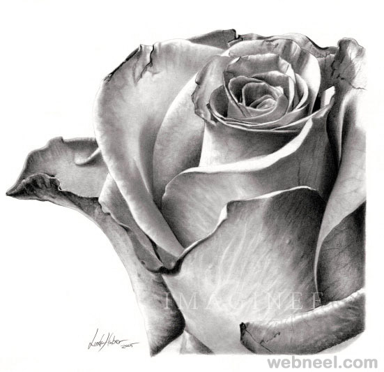 551x533 Beautiful Rose Drawings And Paintings For Your Inspiration - Beautiful Rose Drawing