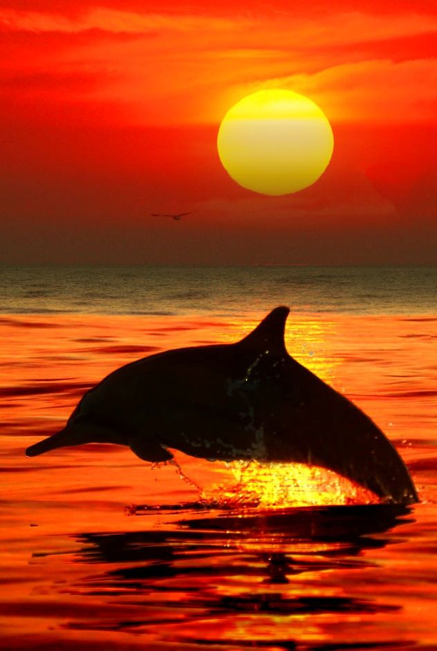 632x942 Jumping Dolphin, Bali Your Favourite Wildlife - Beautiful Sunset Drawing