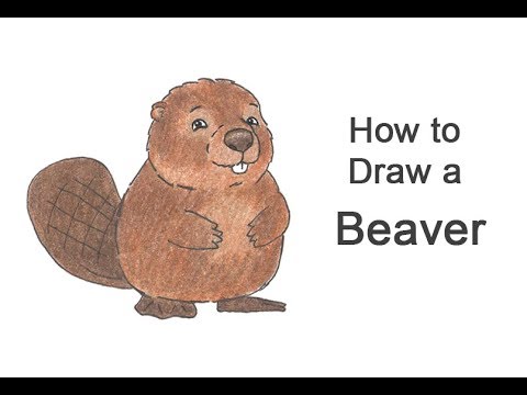 480x360 how to draw a beaver - Beaver Cartoon Drawing